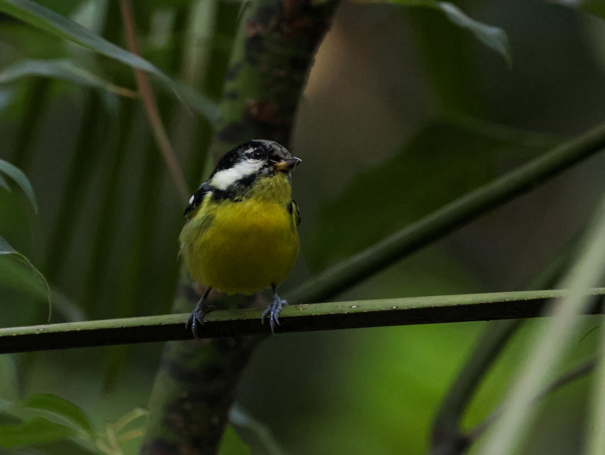 Yellow-bellied Tit - ML625317362