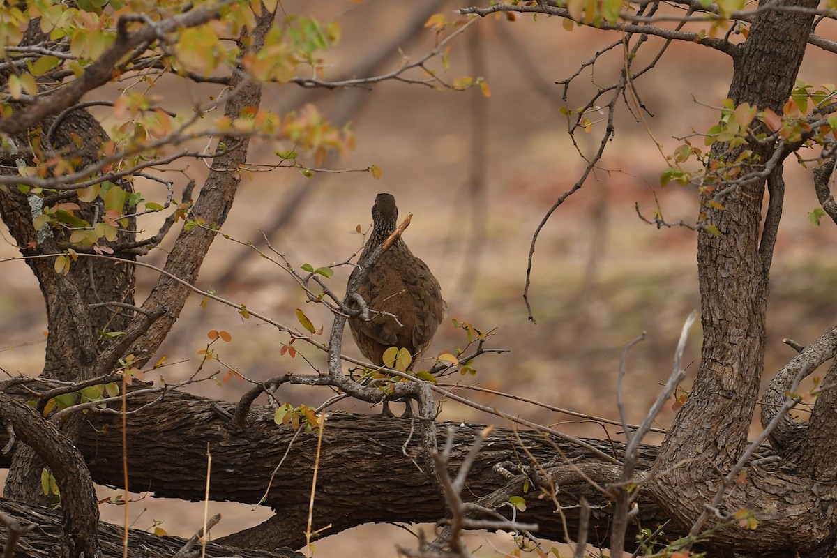 Swainson's Spurfowl - ML625317408