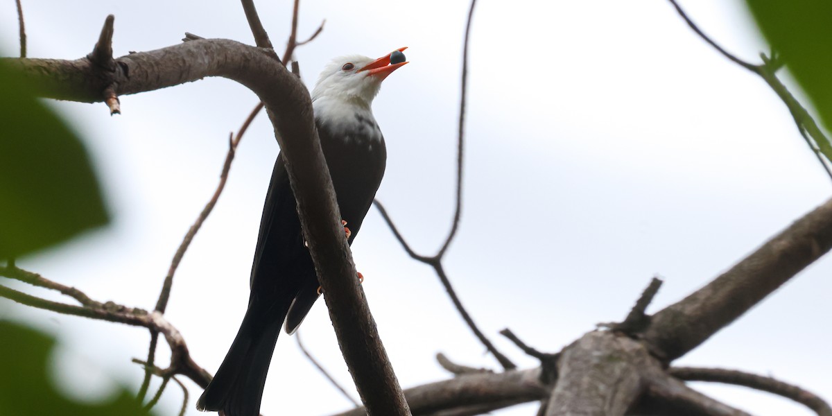 Black Bulbul - ML625317410