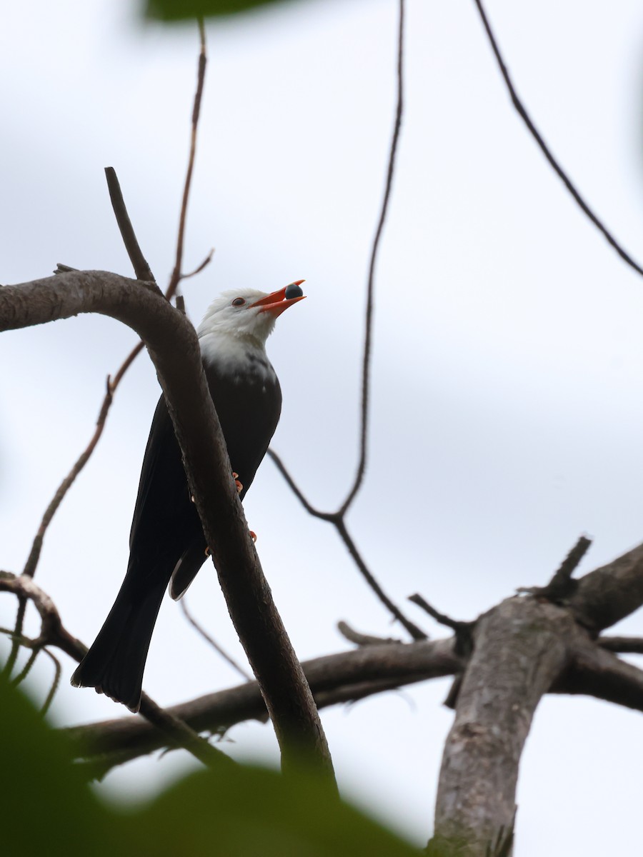 Black Bulbul - ML625317411