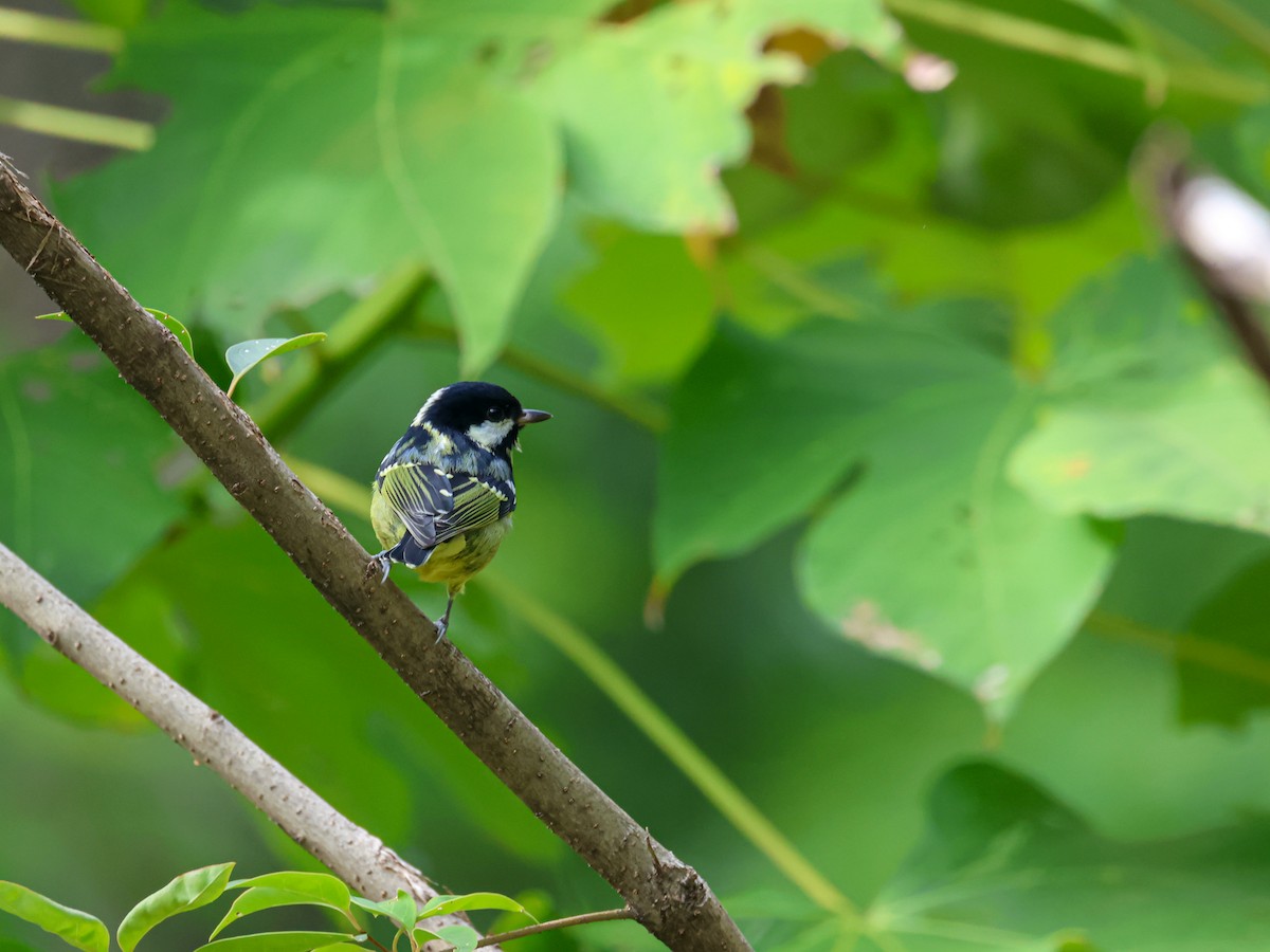 Yellow-bellied Tit - ML625317426