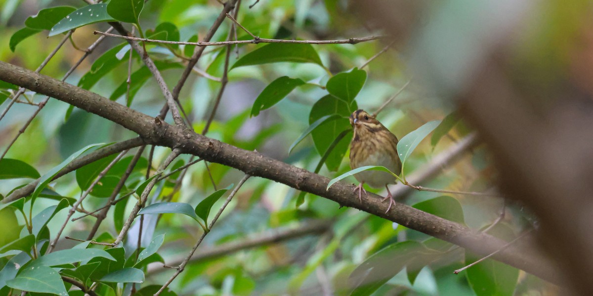 Tristram's Bunting - ML625317458