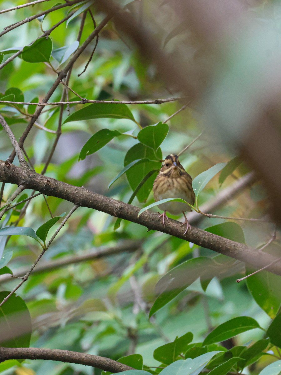 Tristram's Bunting - ML625317459