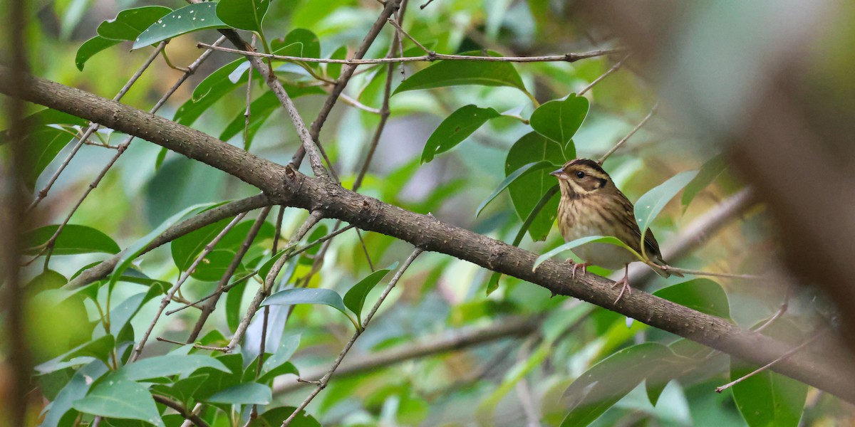 Tristram's Bunting - ML625317460