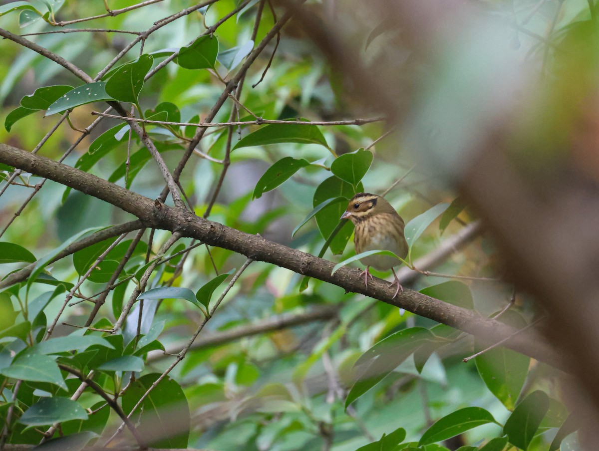 Tristram's Bunting - ML625317461