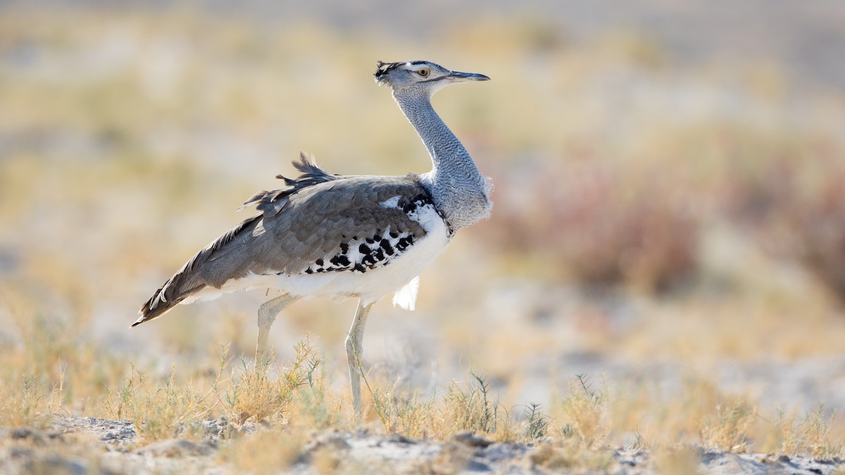 Kori Bustard - ML625317496