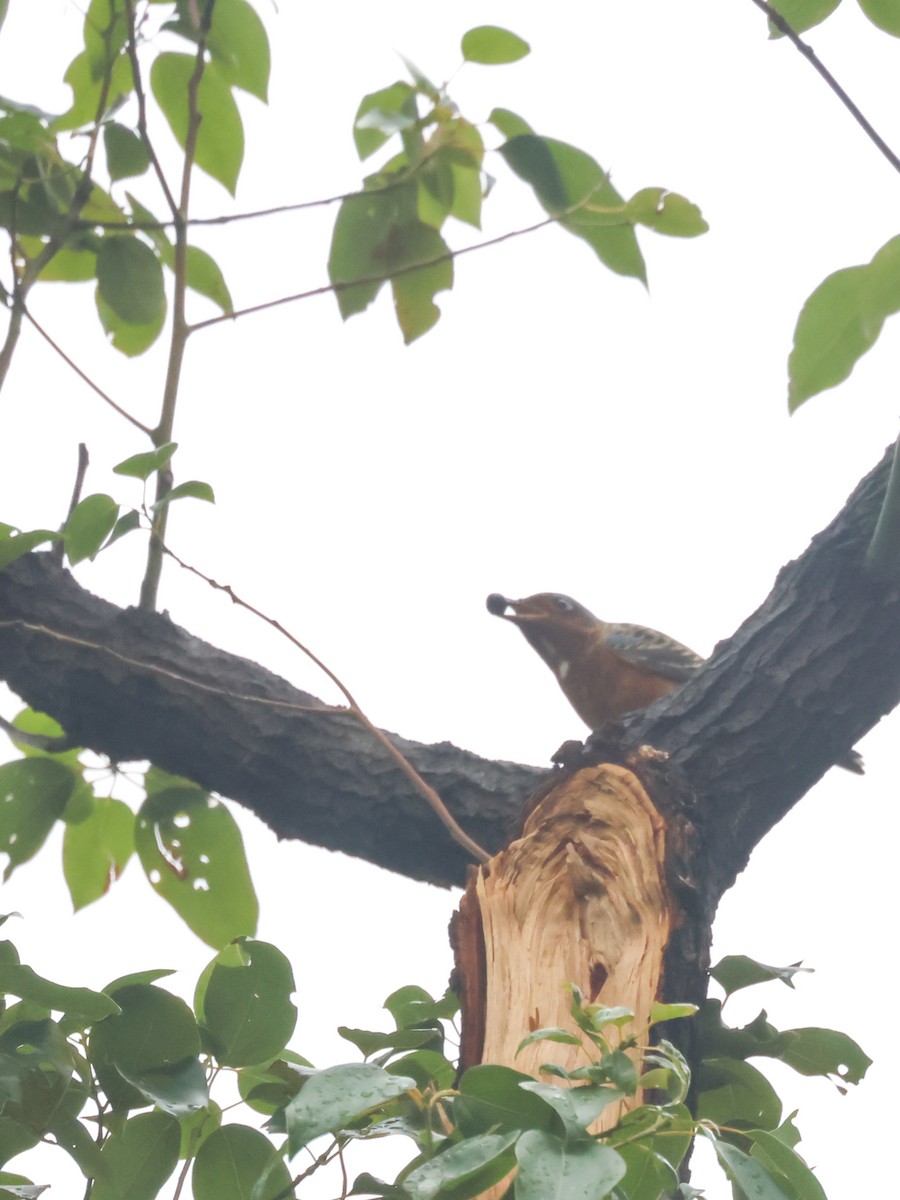 White-throated Rock-Thrush - ML625317506