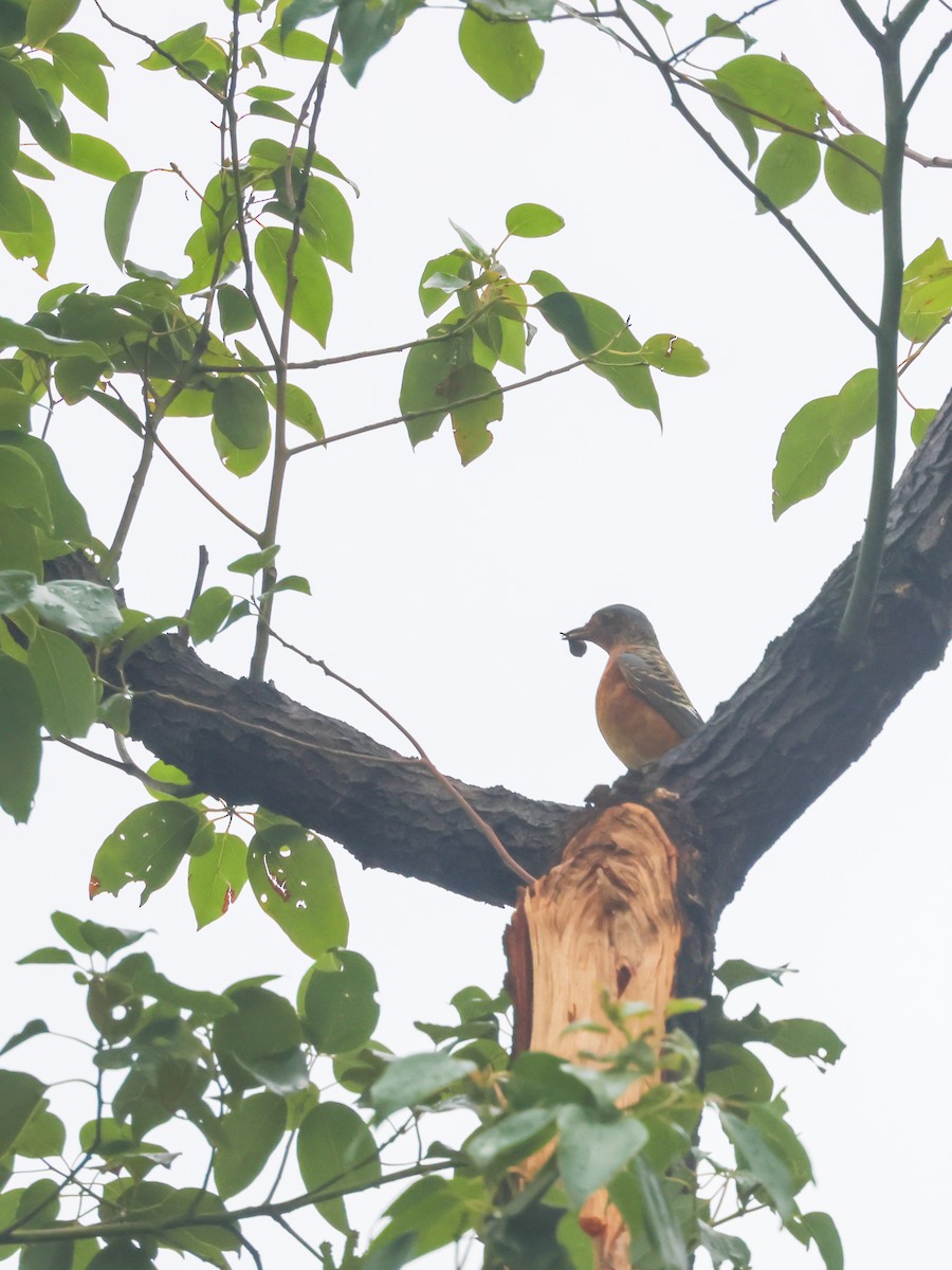 White-throated Rock-Thrush - ML625317507