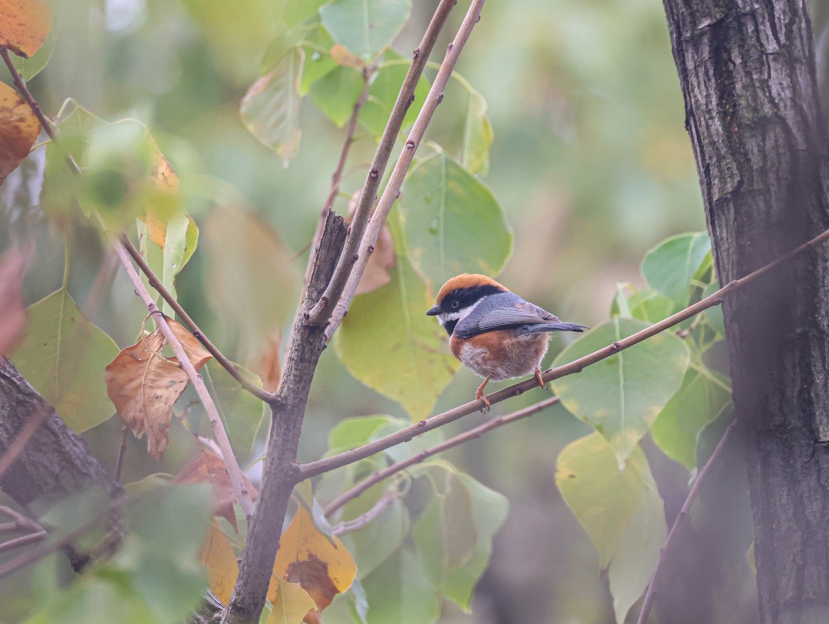 Black-throated Tit - ML625317547