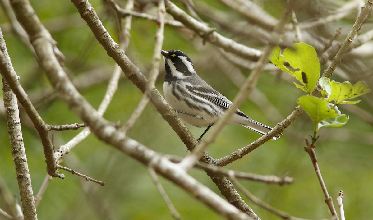 Black-throated Gray Warbler - ML625317548