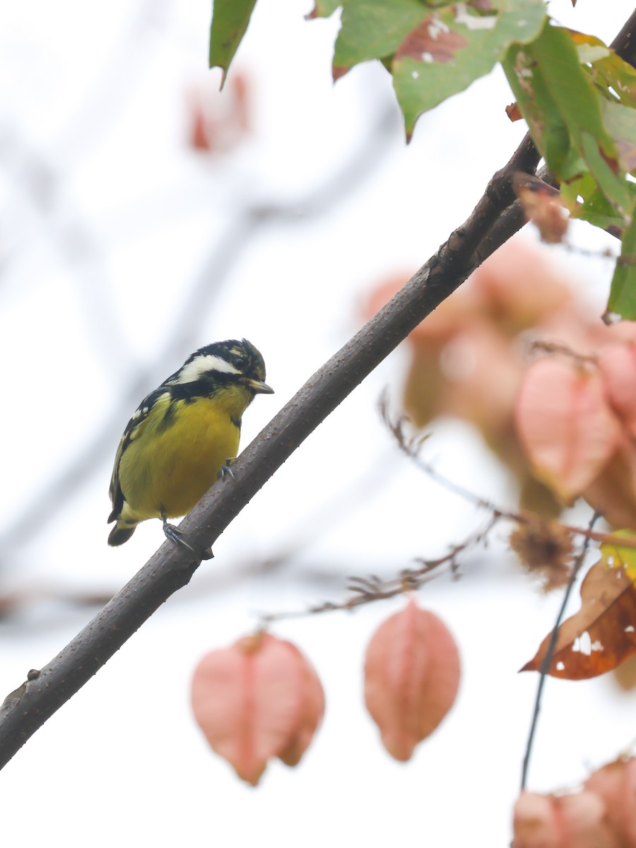 Yellow-bellied Tit - ML625317553