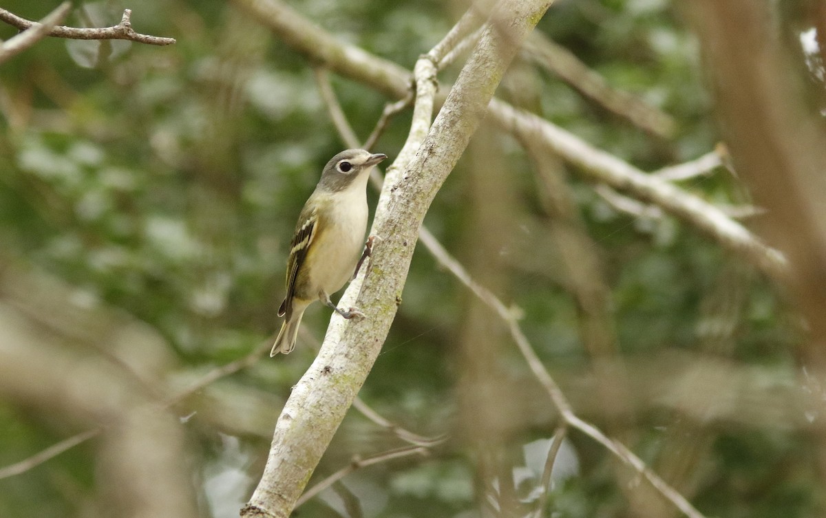 Blue-headed Vireo - ML625317555