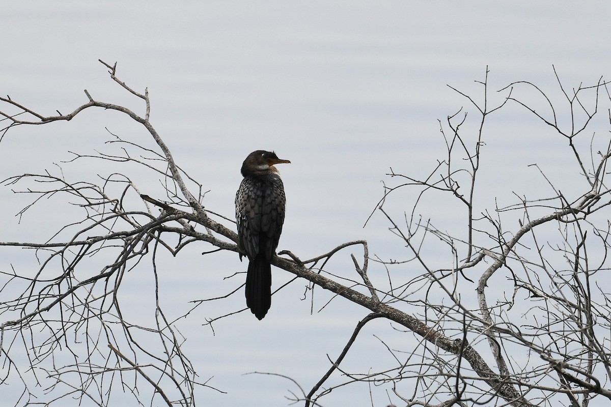 Reed Cormorant - Supaporn Teamwong