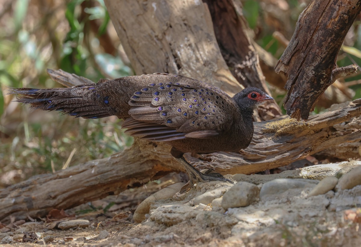 Germain's Peacock-Pheasant - ML625317653