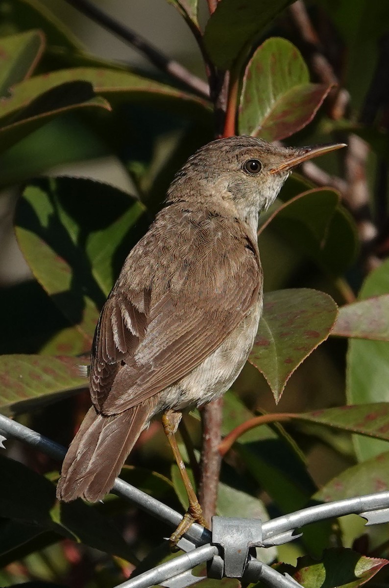 Marsh/Common Reed Warbler - ML625317654