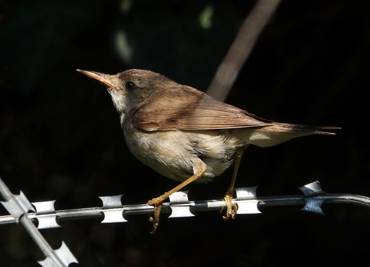 Marsh/Common Reed Warbler - ML625317655