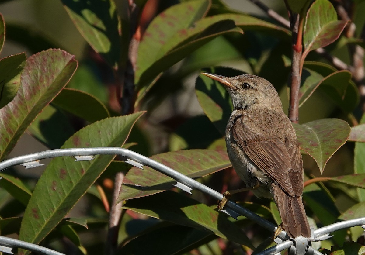 Marsh/Common Reed Warbler - ML625317656