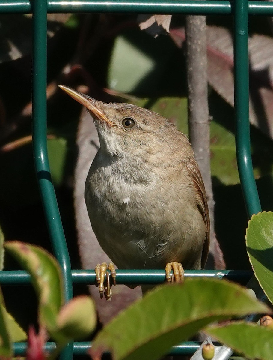 Marsh/Common Reed Warbler - ML625317658