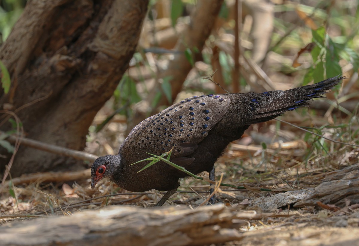 Germain's Peacock-Pheasant - ML625317681