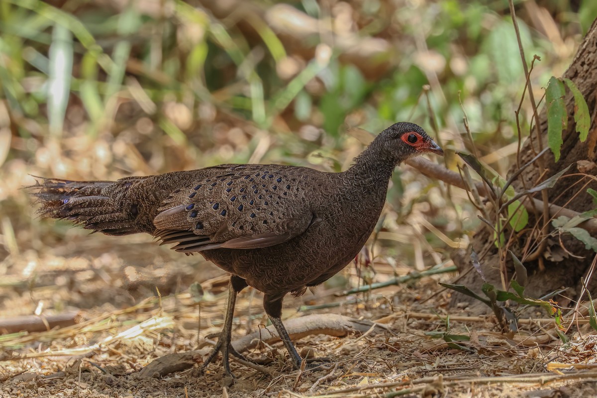 Germain's Peacock-Pheasant - ML625317693