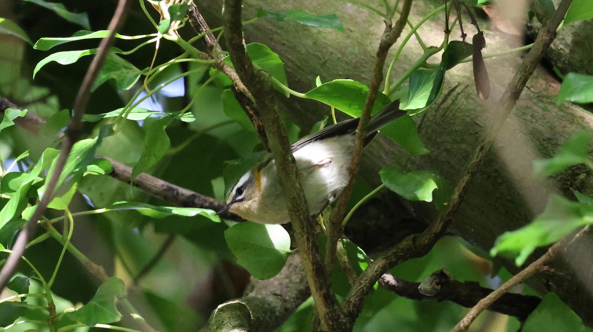 Common Firecrest - ML625317782