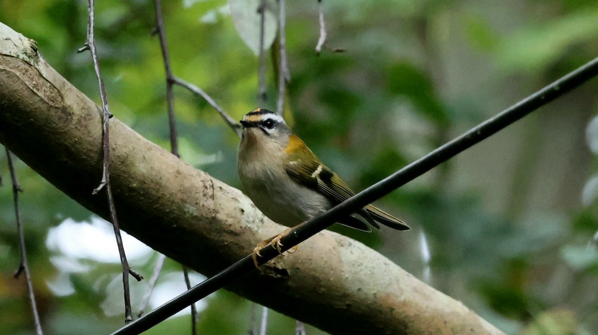 Common Firecrest - ML625317790