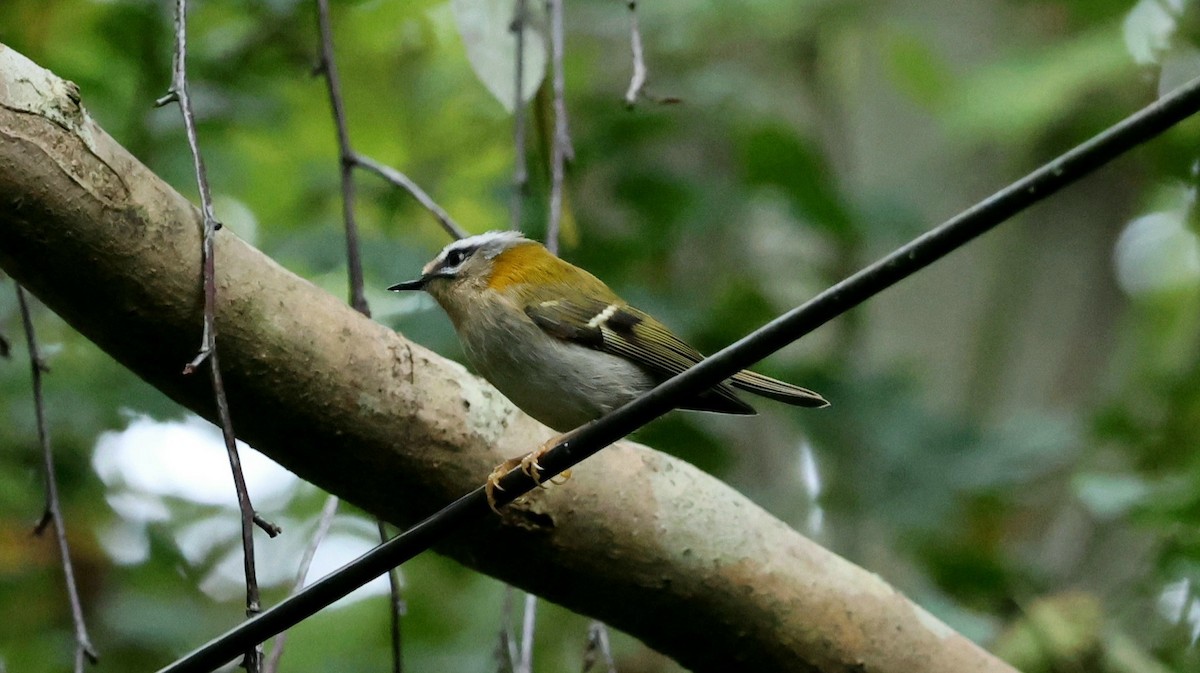 Common Firecrest - ML625317791