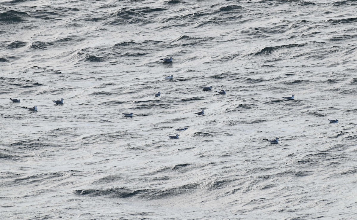 Black-legged Kittiwake - Kathy Marche