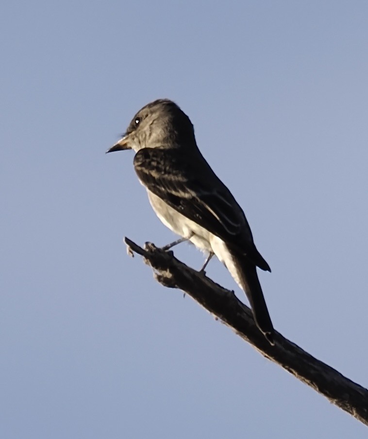 Western Wood-Pewee - ML625317862