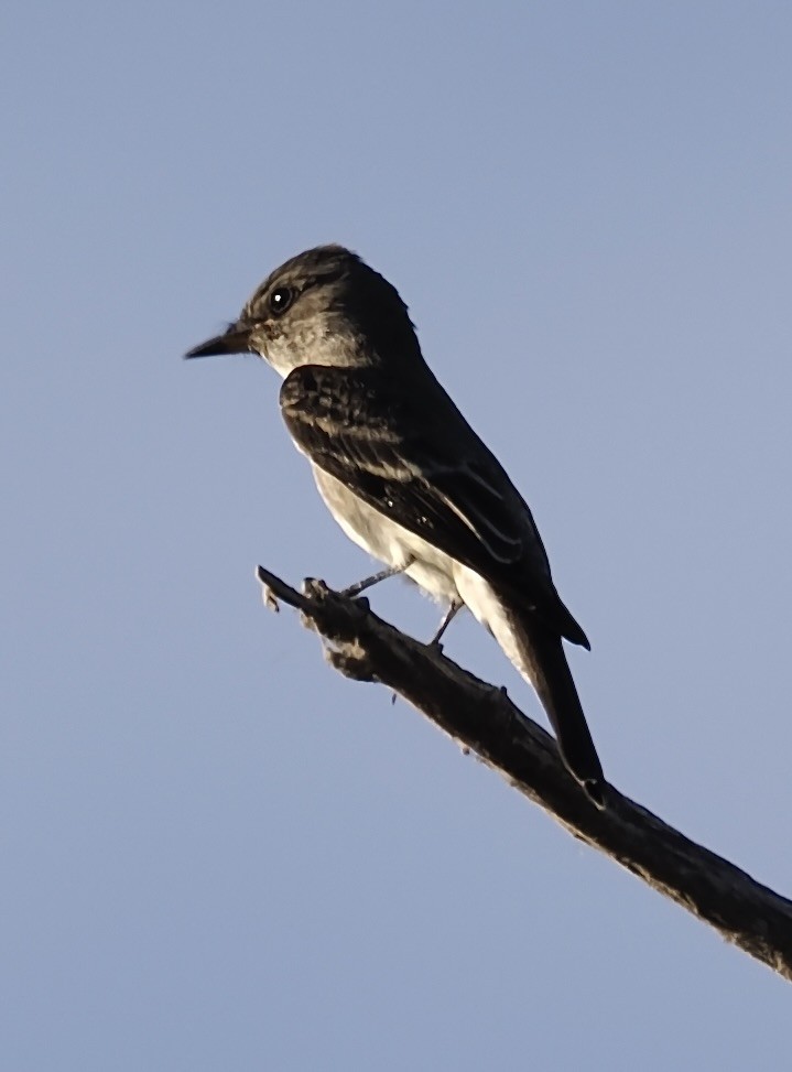 Western Wood-Pewee - ML625317863