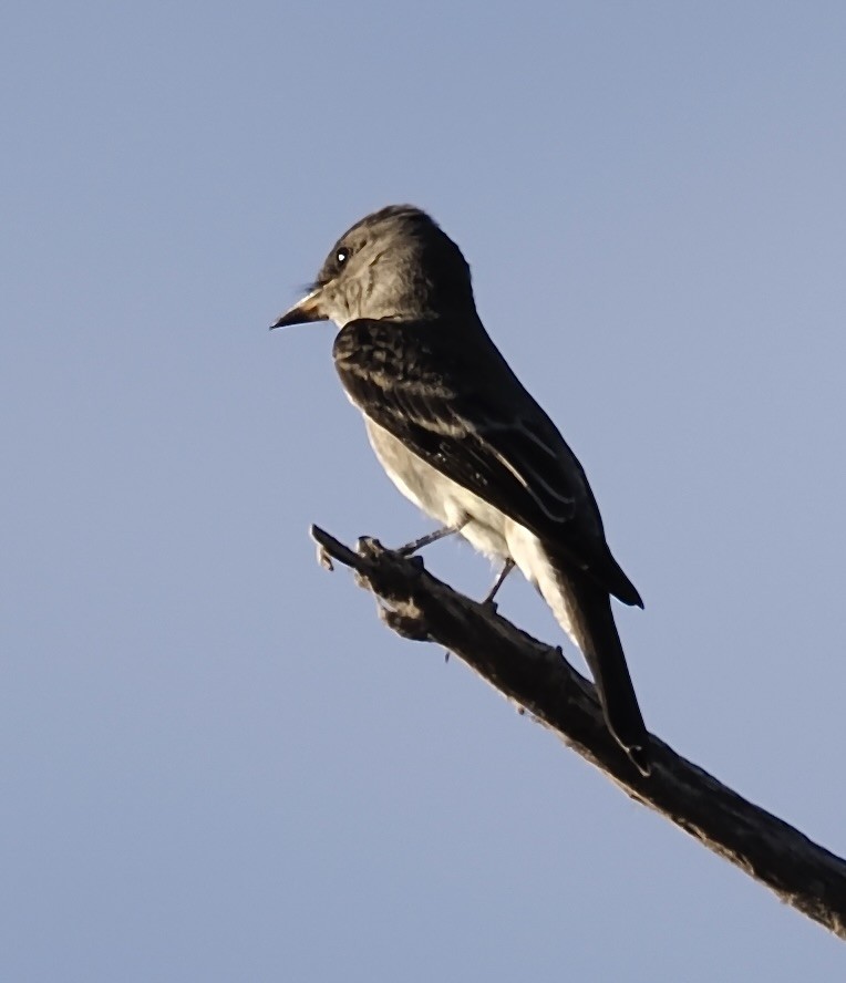 Western Wood-Pewee - ML625317864