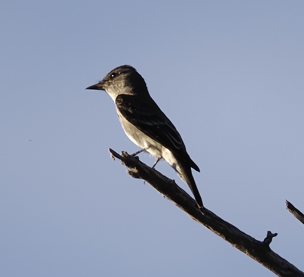 Western Wood-Pewee - ML625317865