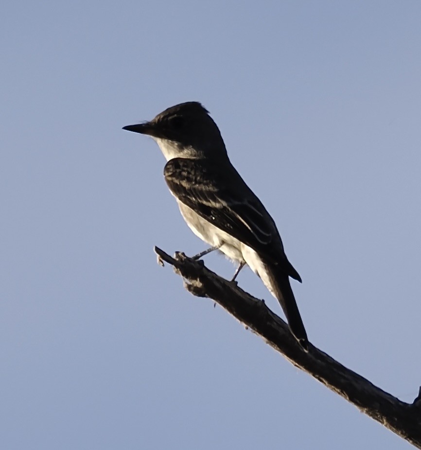 Western Wood-Pewee - ML625317866