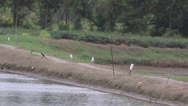Relict Gull - ML625317904