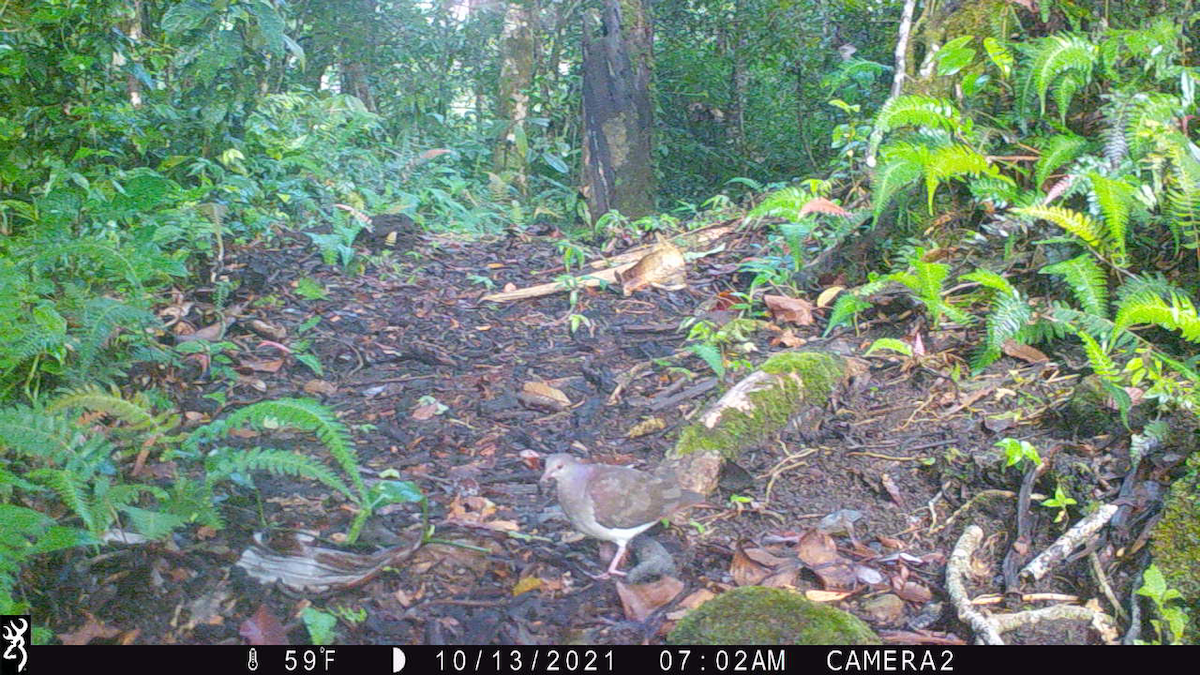 Violaceous Quail-Dove - ML625317907