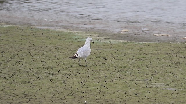 Relict Gull - ML625318002