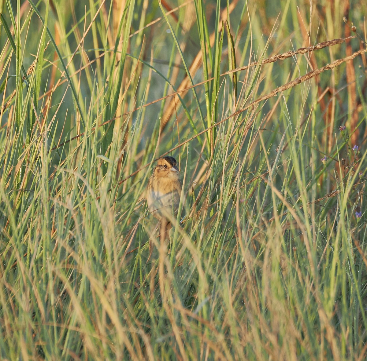 Nelson's Sparrow - ML625318060