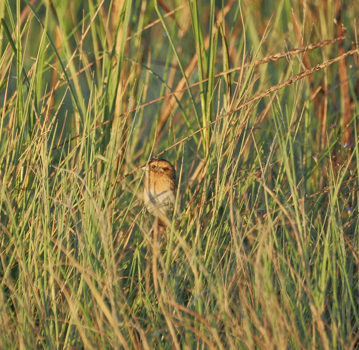 Nelson's Sparrow - ML625318061