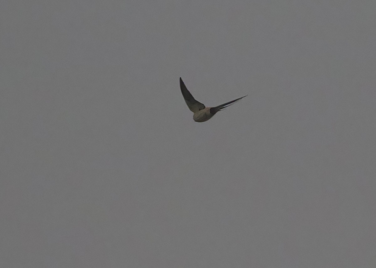 Golondrina Dáurica Oriental (grupo striolata) - ML625318102