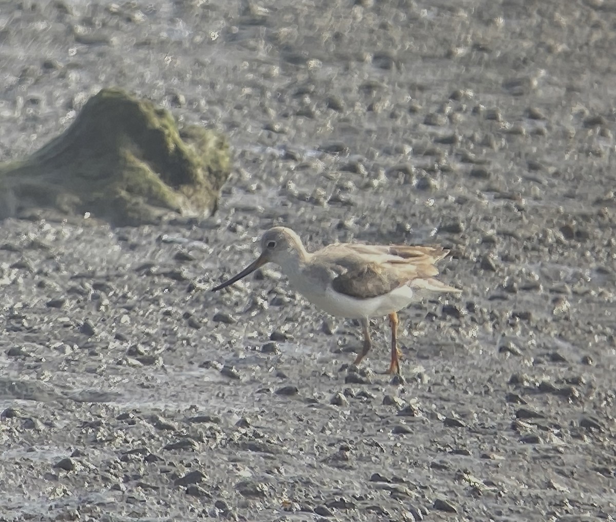 Terek Sandpiper - ML625318255