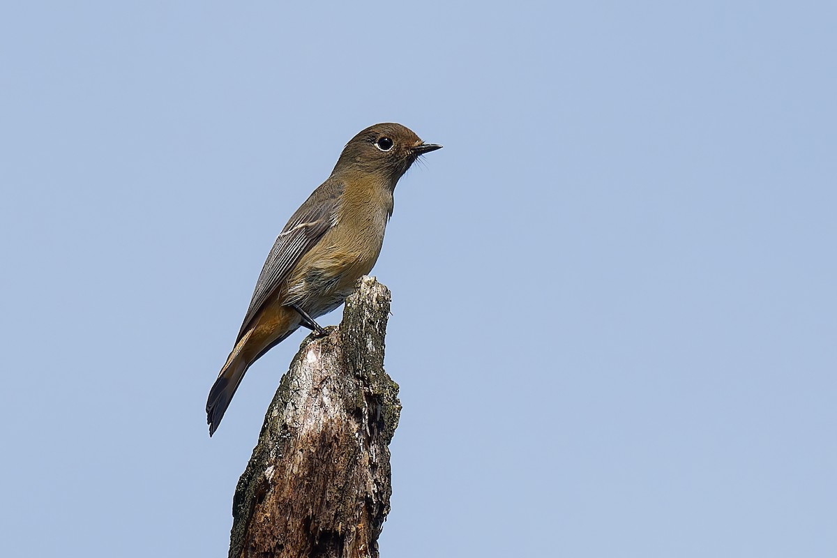 Blue-fronted Redstart - ML625318271