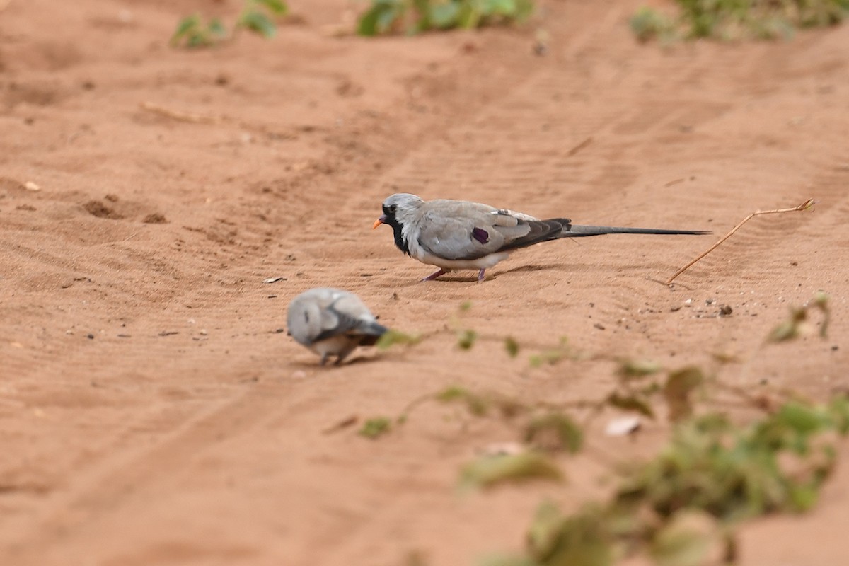 Namaqua Dove - ML625318284