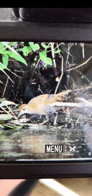 Baillon's Crake - ML625318285