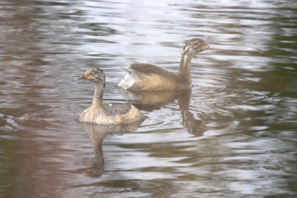 Australasian Grebe - ML625318303