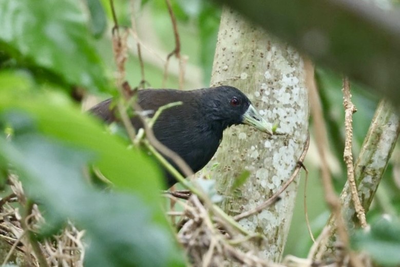 Plain Bush-hen - ML625318554
