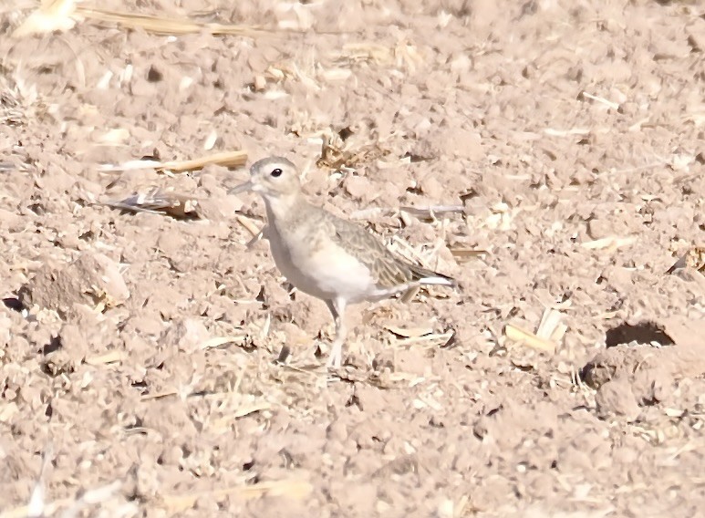 Mountain Plover - ML625318668