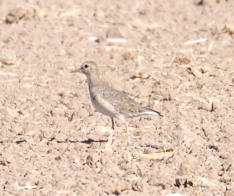 Mountain Plover - ML625318669