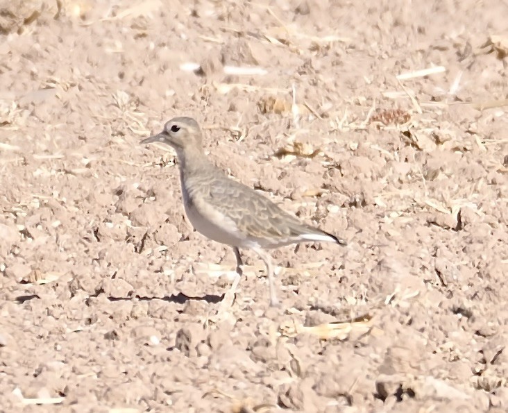 Mountain Plover - ML625318670