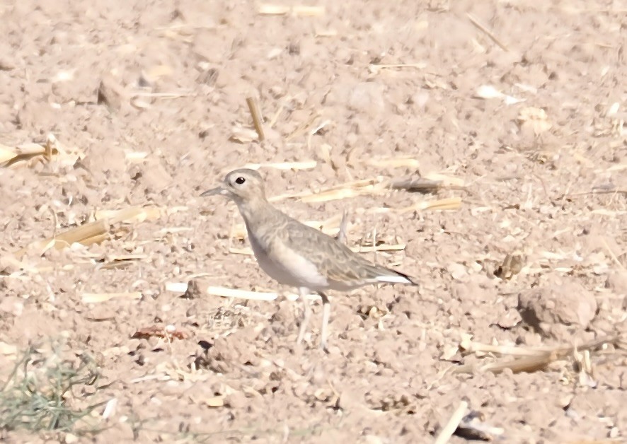 Mountain Plover - ML625318671