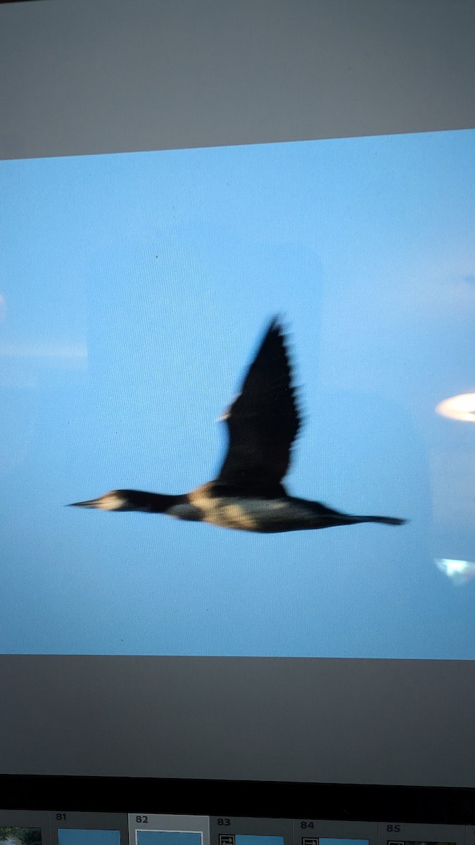 Common Loon - ML625318802